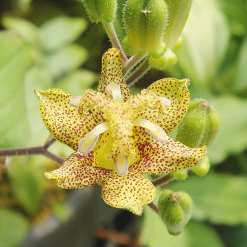 Green Brown Tricyrtis Flower seeds for Planting Colorful Display Heirloom & GMO Free Seeds for Home Garden 
 
 Sale