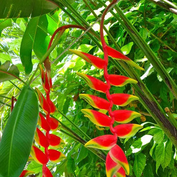 Heliconia Flower seeds for Planting Hardy Variety Heirloom & GMO Free Seeds for Home Garden
 
 Sale