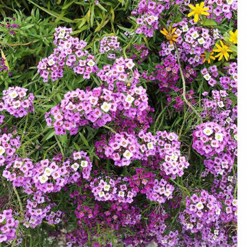Heirloom Sweet Alyssum Flower seeds for Planting Garden Favorite Heirloom & GMO Free Seeds for Home Garden