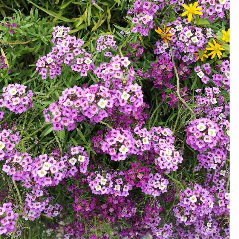 Heirloom Sweet Alyssum Flower seeds for Planting Garden Favorite Heirloom & GMO Free Seeds for Home Garden