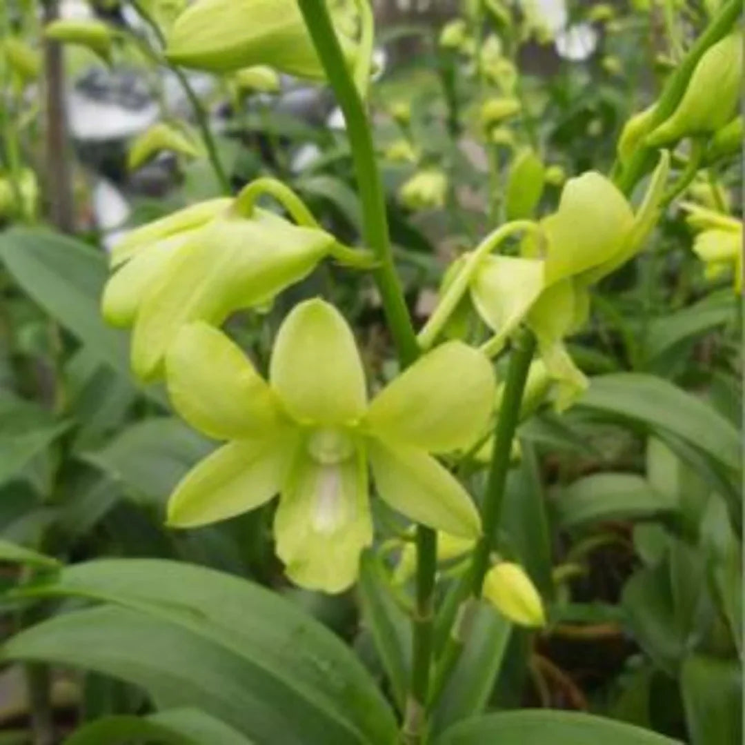 Green Dendrobium Flower seeds for Planting - Drought Tolerant, Heirloom & GMO Free Seeds for Home Garden