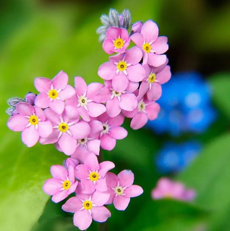 Pink Myosotis Flower Seeds for Planting  Charming Annual Blooms