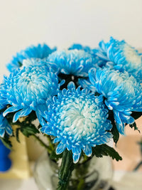 Chrysanthemum Blue White Flower seeds for Planting - Low Maintenance, Heirloom & GMO Free Seeds for Home Garden