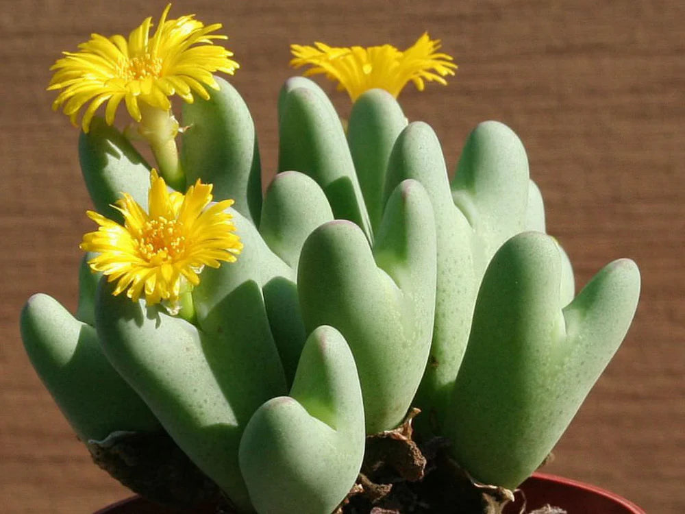 Yellow Conophytum Flower seeds for Planting Compact Growth Heirloom & GMO Free Seeds for Home Garden 
 
 Sale