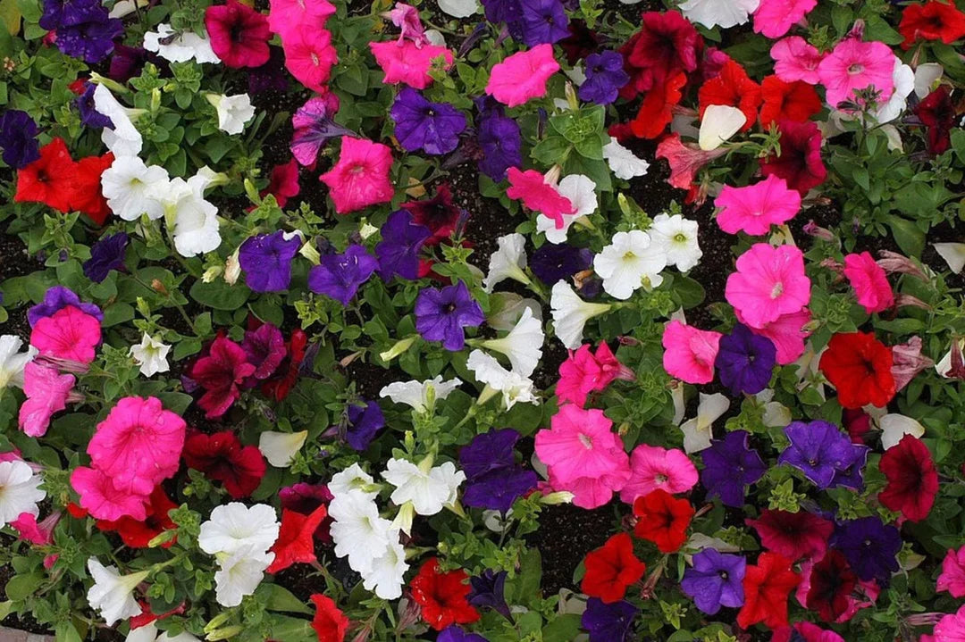 Mixed Laura Flower seeds for Planting Wildflower Mix Heirloom & GMO Free Seeds for Home Garden 
 
 Sale
