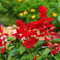 Scarlet Sage Flower seeds for Planting, Wildflower Mix Heirloom & GMO Free Seeds for Home Garden