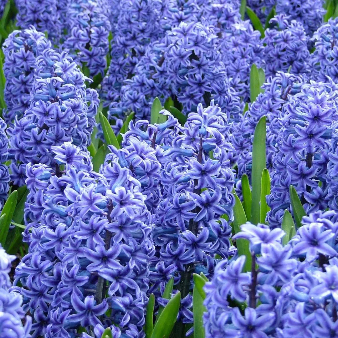 Hyacinth Flower seeds for Planting Sun Loving Heirloom & GMO Free Seeds for Home Garden