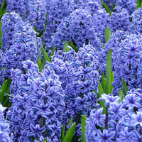 Hyacinth Flower seeds for Planting Sun Loving Heirloom & GMO Free Seeds for Home Garden