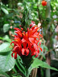 Red Pachystachys Flower seeds for Planting - Perfect for Borders, Heirloom & GMO Free Seeds for Home Garden
