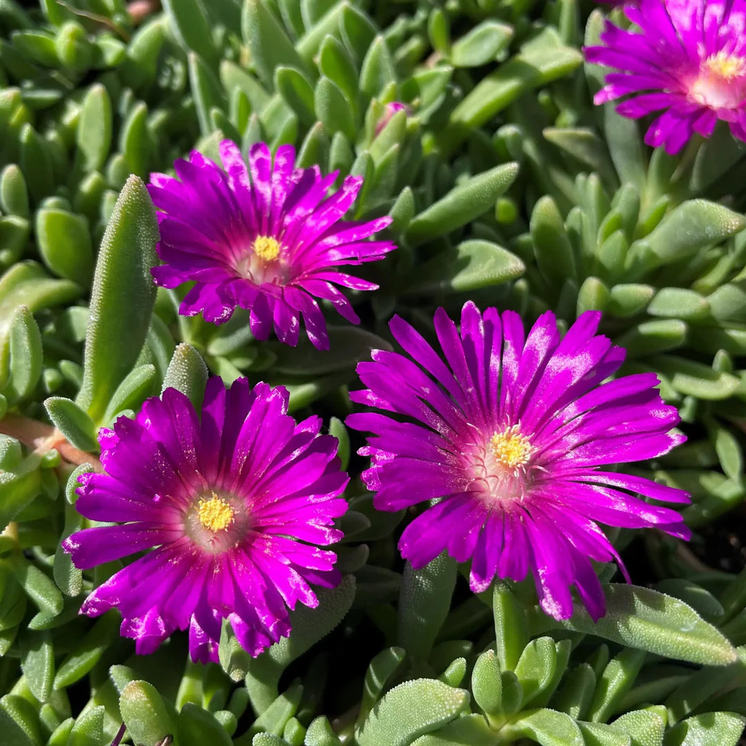 Purple Delosperma Cooperi Flower seeds for Planting Shade Tolerant Heirloom & GMO Free Seeds for Home Garden 
 
 Sale