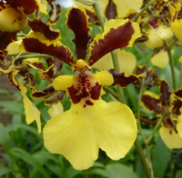 Oncidium Orchid Flower Seeds - Expert Planting Tips for Vibrant Blooms