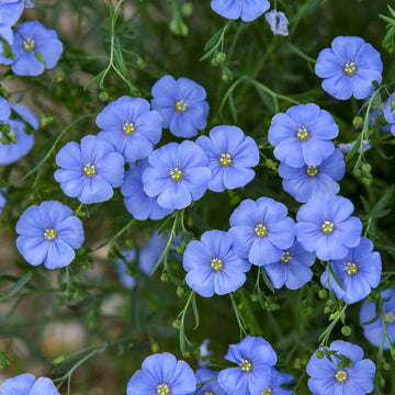 Blue Linum Lewisii Flower seeds for Planting - Bright Blooms, Heirloom & GMO Free Seeds for Home Garden
 
 Sale