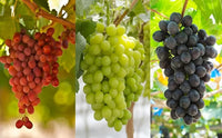 Mixed Grapes Seeds for Planting - Grow Your Own Delicious Grapes