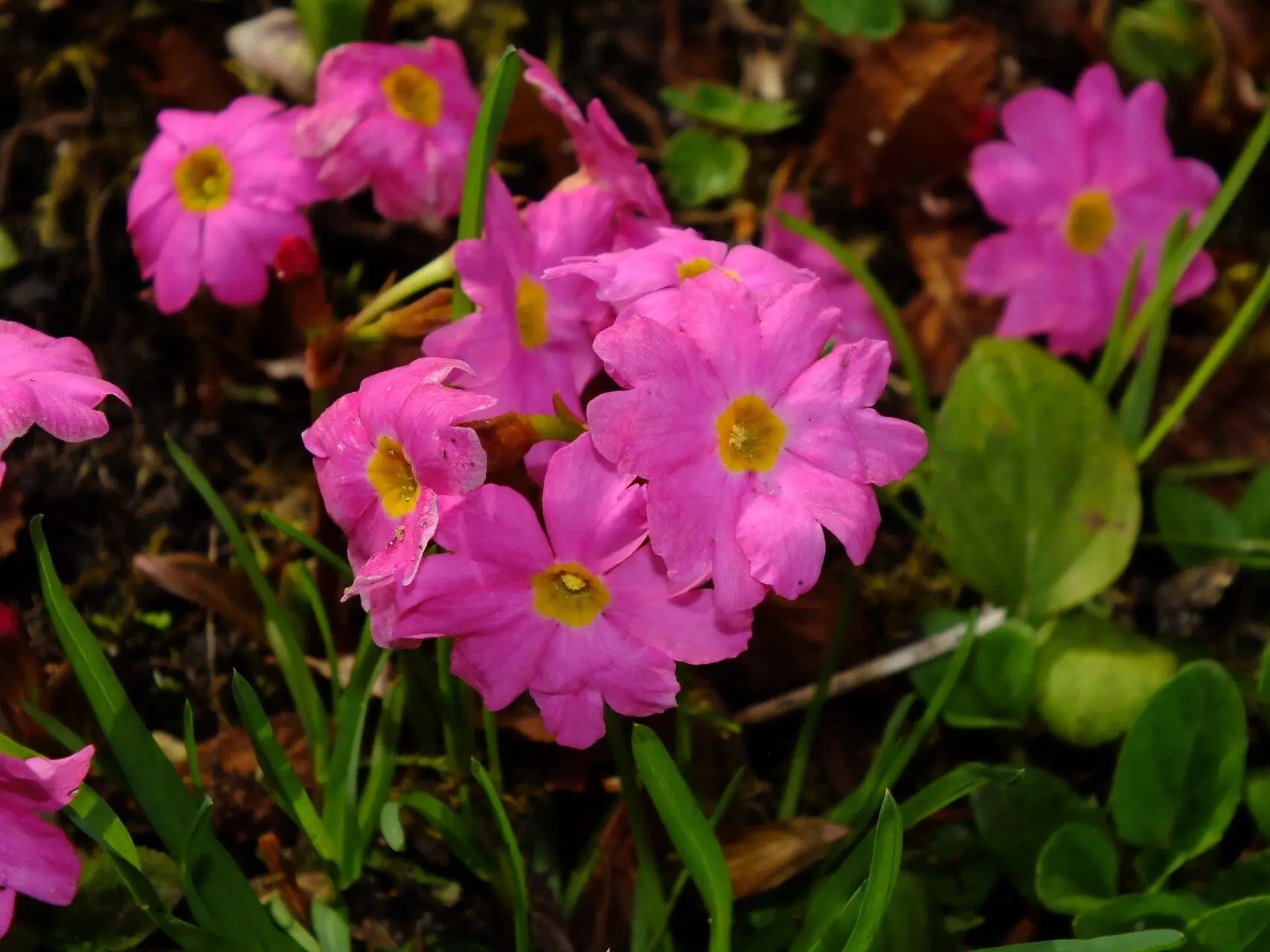 Himalayan Primrose Flower seeds for Planting Premium Quality Heirloom & GMO Free Seeds for Home Garden