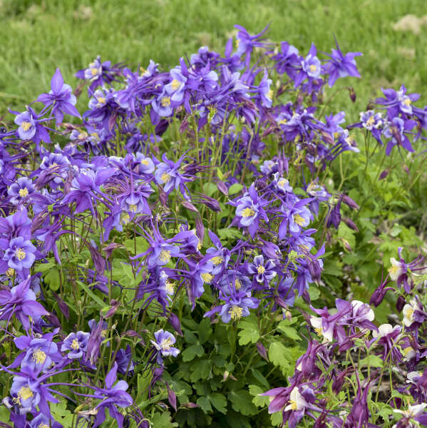 Purple Aquilegia Flower seeds for Planting - Easy to Grow, Heirloom & GMO Free Seeds for Home Garden
