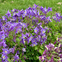 Purple Aquilegia Flower seeds for Planting - Easy to Grow, Heirloom & GMO Free Seeds for Home Garden