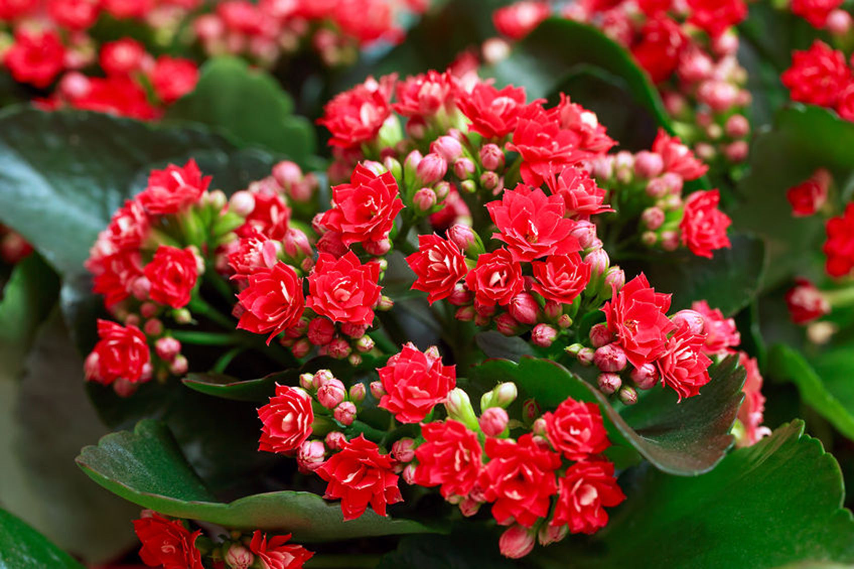 Red Kalanchoe Flower seeds for Planting Cut Flower Favorite Heirloom & GMO Free Seeds for Home Garden 
 
 Sale