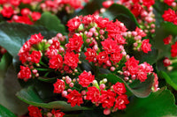 Red Kalanchoe Flower seeds for Planting Cut Flower Favorite Heirloom & GMO Free Seeds for Home Garden 
 
 Sale