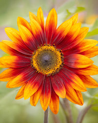 Yellow Red Sunflower Flower seeds for Planting - Fragrant Blossoms, Heirloom & GMO Free Seeds for Home Garden