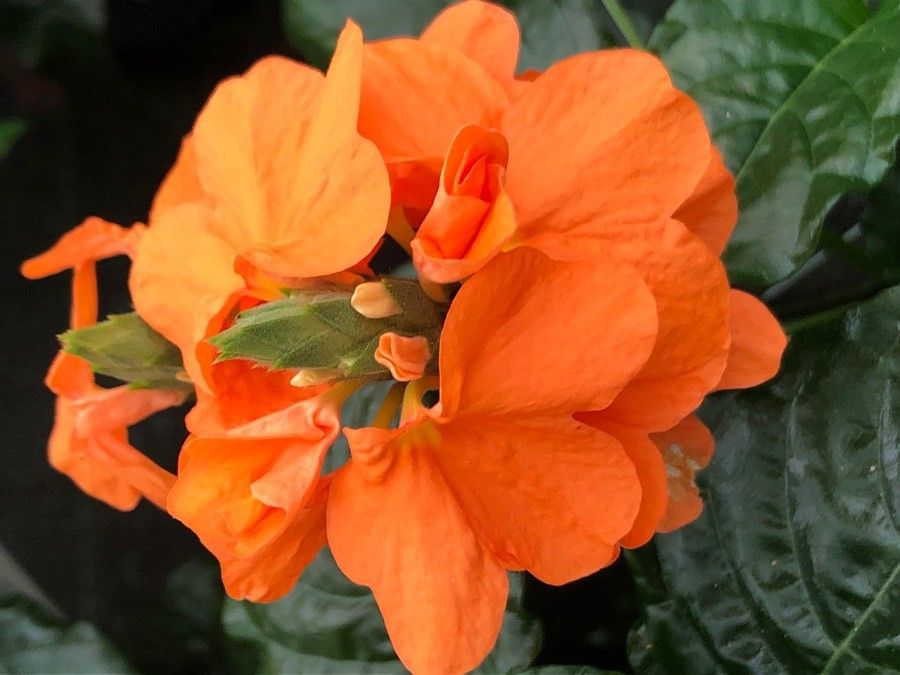 Orange Marmalade Flower seeds for Planting - Cut Flower Favorite, Heirloom & GMO Free Seeds for Home Garden