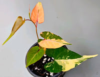 Fallopia Multiflora Flower seeds for Planting Perfect for Borders Heirloom & GMO Free Seeds for Home Garden