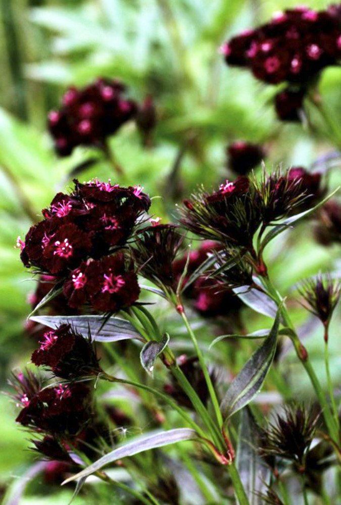 Black William Flower seeds for Planting Vibrant Colors Heirloom & GMO Free Seeds for Home Garden 
 
 Sale