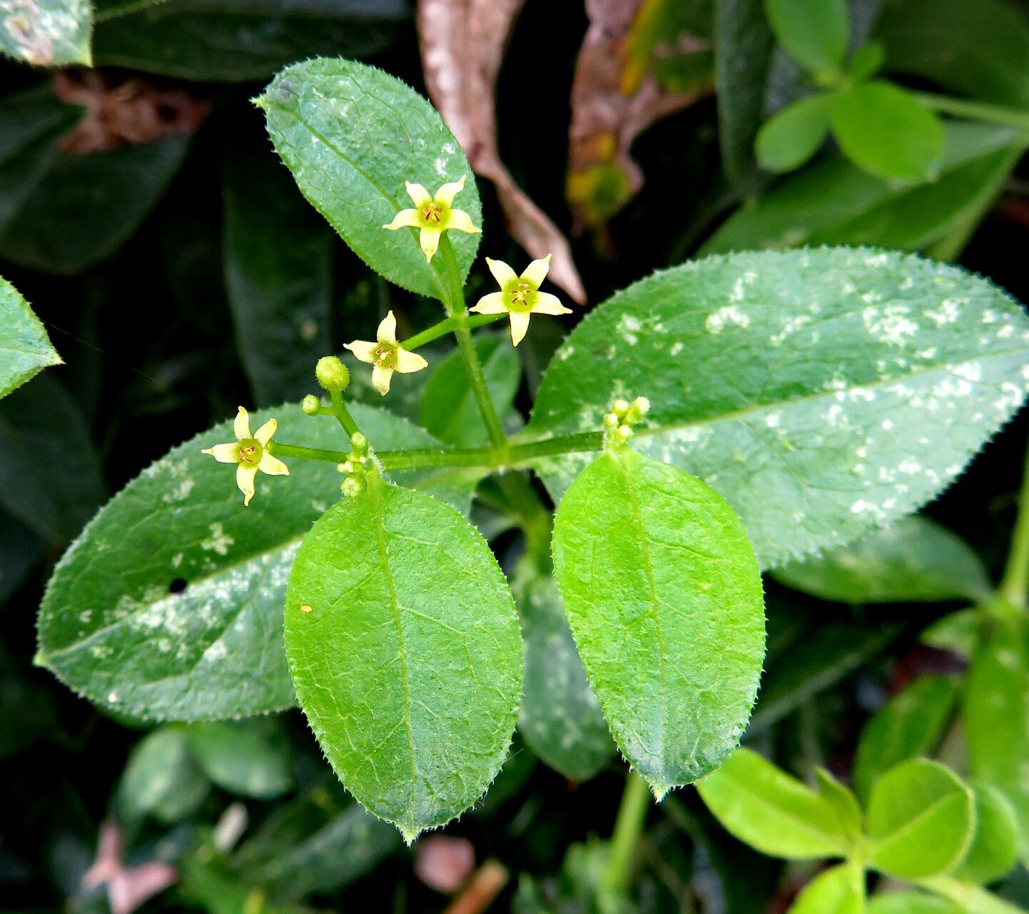 Green Rubia Tinctorum Flower seeds for Planting Garden Favorite Heirloom & GMO Free Seeds for Home Garden
 
 Sale
