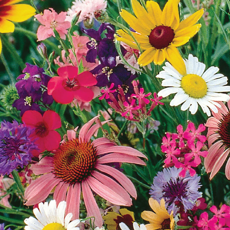 Florific Flower seeds for Planting - Low Maintenance, Heirloom & GMO Free Seeds for Home Garden