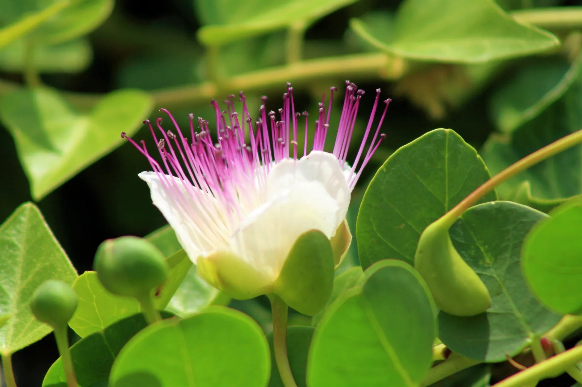 Heirloom Capparis Spinosa Flower seeds for Planting Sun Loving Heirloom & GMO Free Seeds for Home Garden