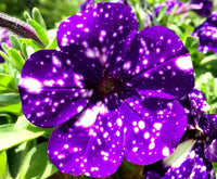 Dotted Violet Petunia Flower seeds for Planting Vibrant Colors Heirloom & GMO Free Seeds for Home Garden