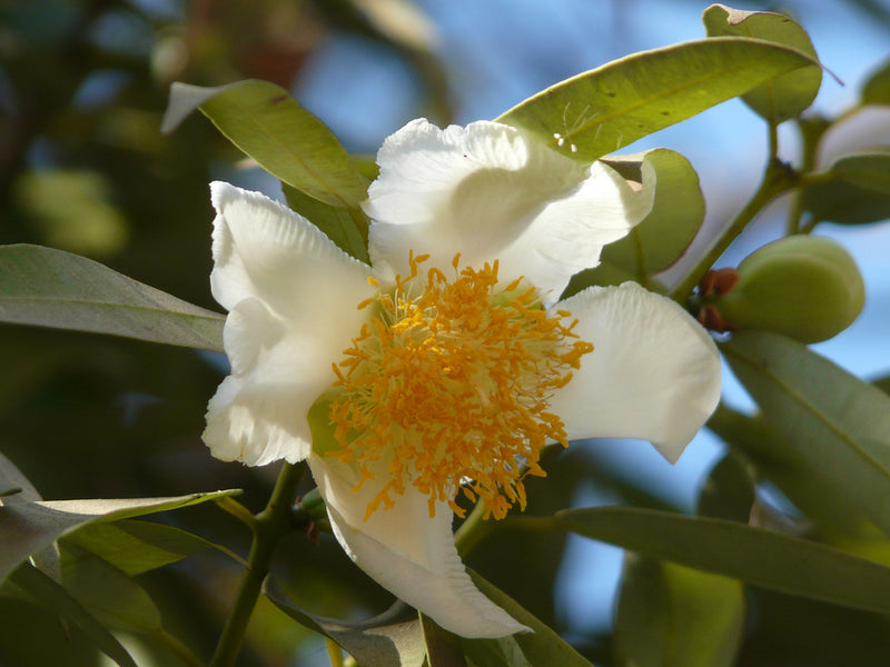 Eggflowers Flower seeds for Planting - Shade Tolerant, Heirloom & GMO Free Seeds for Home Garden