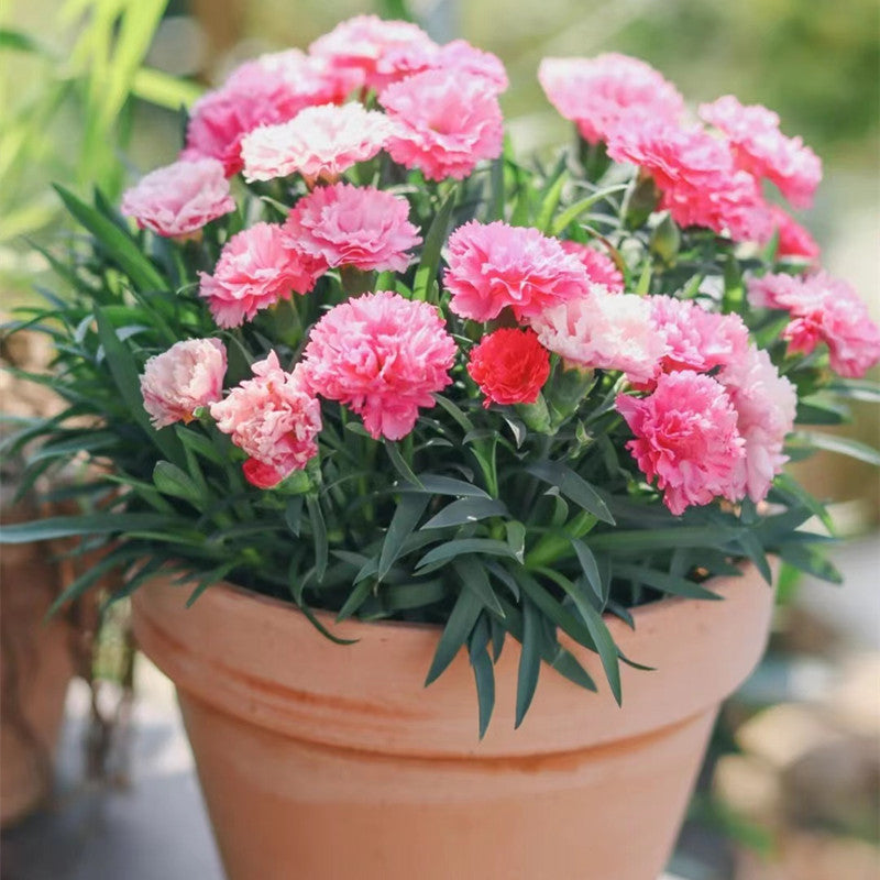 Light Pink Caryophyllus Flower seeds for Planting Bright Blooms Heirloom & GMO Free Seeds for Home Garden
 
 Sale