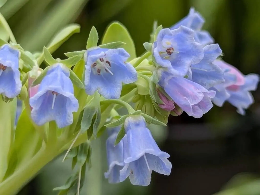 Mertensia Maritima Flower seeds for Planting - Perfect for Borders, Heirloom & GMO Free Seeds for Home Garden
