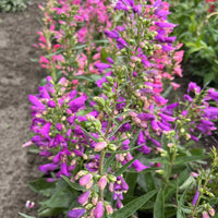 Mix Penstemon Barbatus Flower seeds for Planting - Premium Quality, Heirloom & GMO Free Seeds for Home Garden