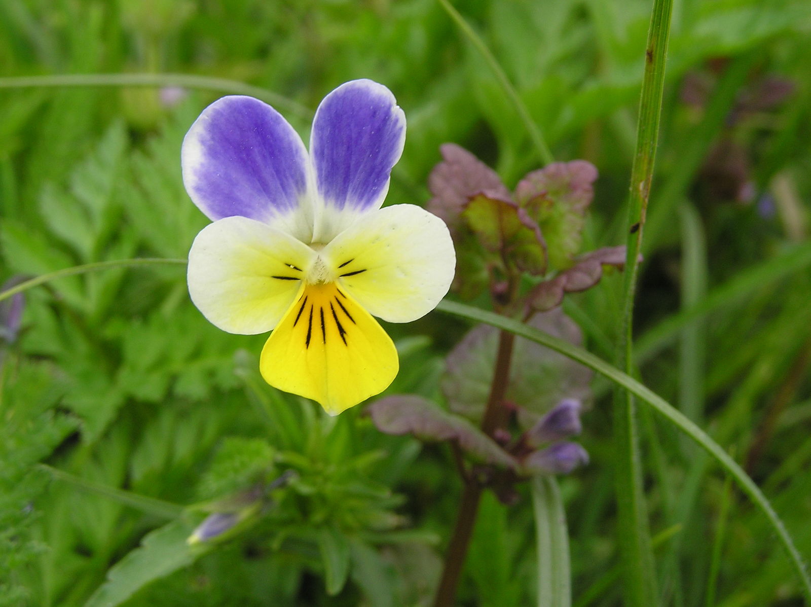 Mixed Viola Tricolor Flower seeds for Planting - Hardy Variety, Heirloom & GMO Free Seeds for Home Garden