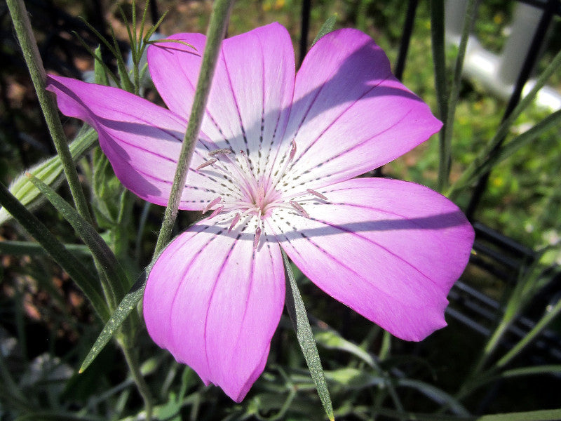 Agrostemma Githago Pink Seeds for Bright Pink Flowers
