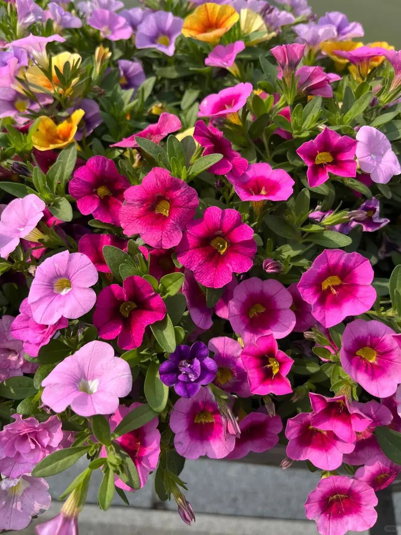 Heirloom Russian Petunia Flower seeds for Planting Low Maintenance Heirloom & GMO Free Seeds for Home Garden