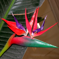 Violet Red Strelitzia Seeds for Planting - Exotic Flower Seeds