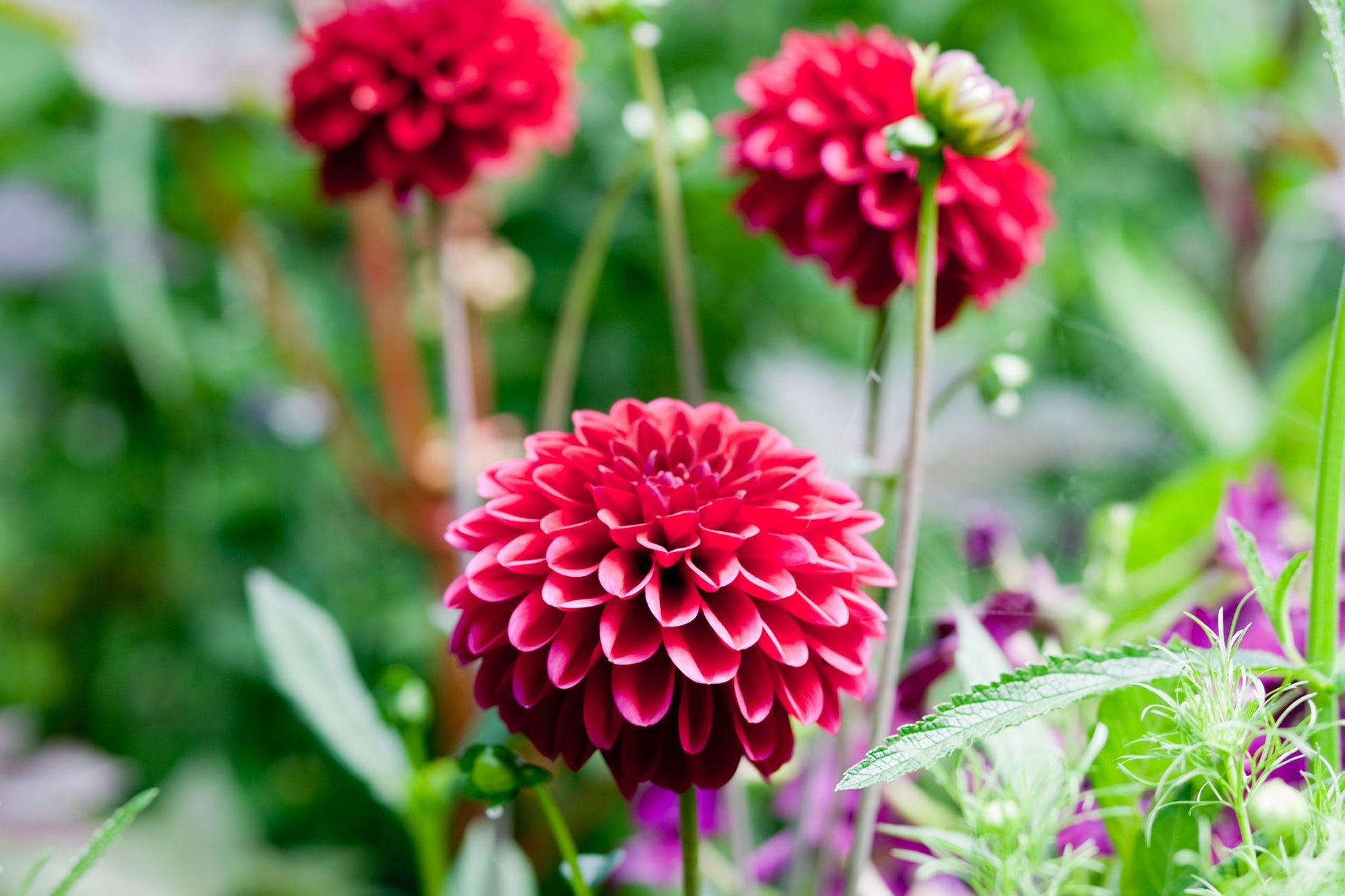 Dahlia Opera Mix Flower seeds for Planting Pollinator Friendly Heirloom & GMO Free Seeds for Home Garden