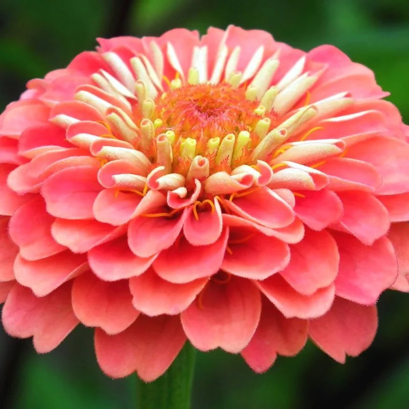 Orange Pink Echinops Flower seeds for Planting - Pollinator Friendly, Heirloom & GMO Free Seeds for Home Garden
