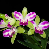 Green Cattleya Flower Planting Seeds for Vibrant Blooms