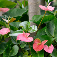 Mix Anthurium Flower seeds for Planting - Wildflower Mix, Heirloom & GMO Free Seeds for Home Garden