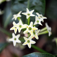 Heirloom Nocturnum Flower seeds for Planting Cut Flower Favorite Heirloom & GMO Free Seeds for Home Garden