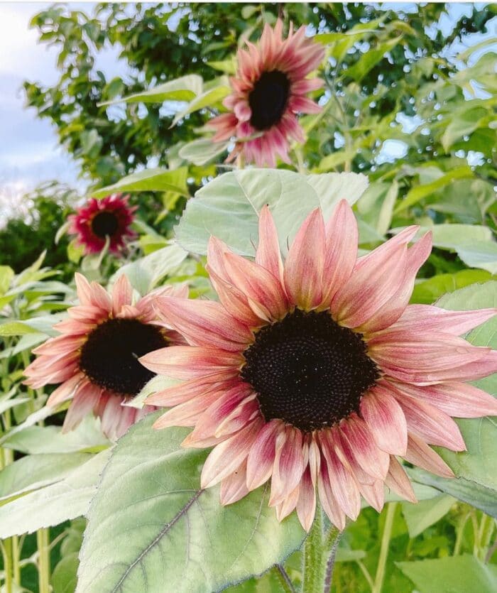 Light Pink Sunflower Flower seeds for Planting - Premium Quality, Heirloom & GMO Free Seeds for Home Garden