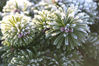 Blue Abies Veitchii Flower seeds for Planting - Garden Favorite, Heirloom & GMO Free Seeds for Home Garden