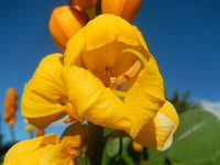 Senna Alata Flower seeds for Planting Low Maintenance Heirloom & GMO Free Seeds for Home Garden