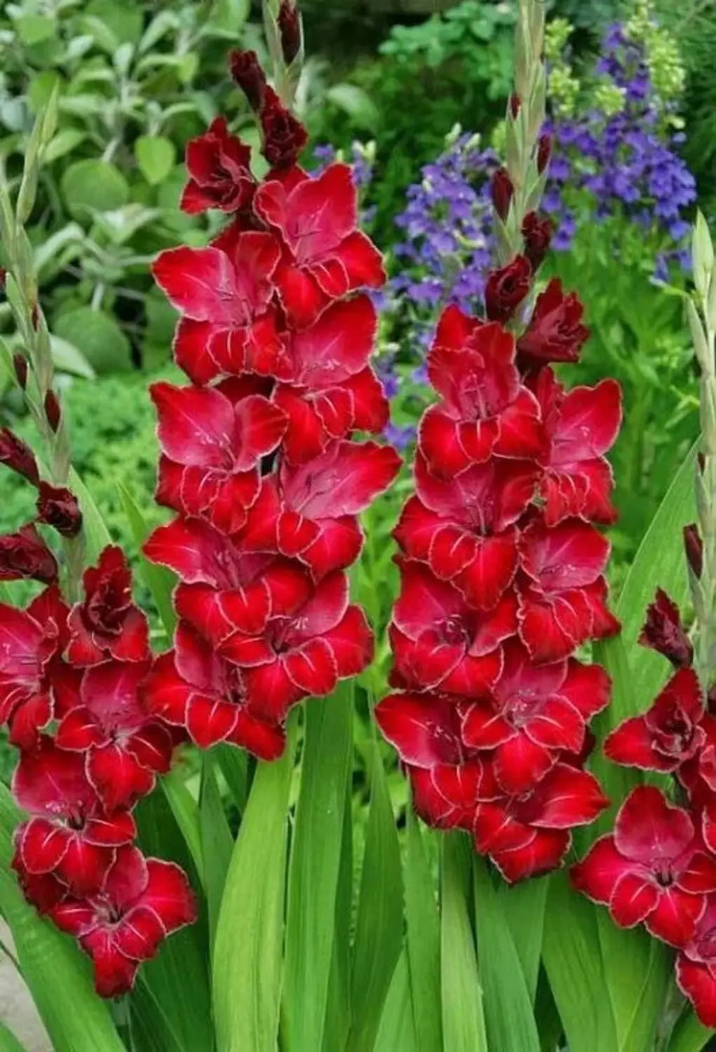 Maroon Gladiolus Flower Seeds for Planting – Sun Loving Heirloom & NonGMO Seeds for Home Garden
 
 Sale