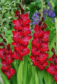 Maroon Gladiolus Flower Seeds for Planting – Sun Loving Heirloom & NonGMO Seeds for Home Garden
 
 Sale