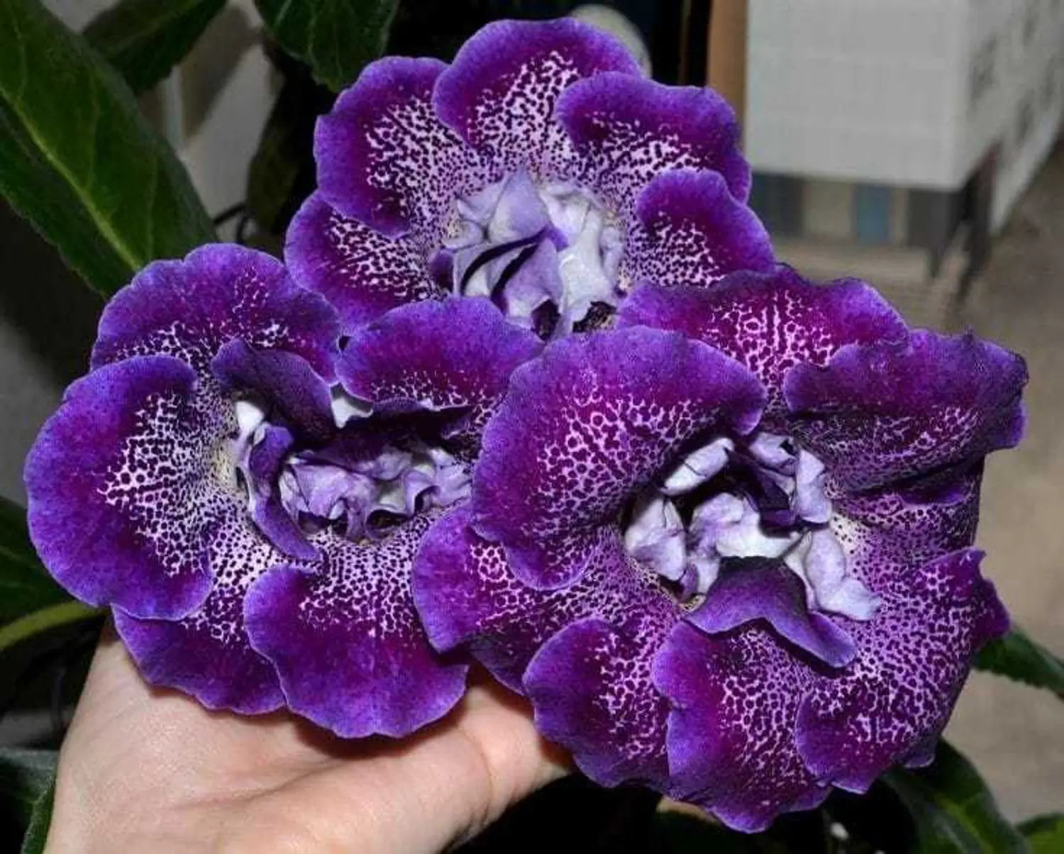 Burgundy Gloxinia Flower seeds for Planting - Cut Flower Favorite, Heirloom & GMO Free Seeds for Home Garden