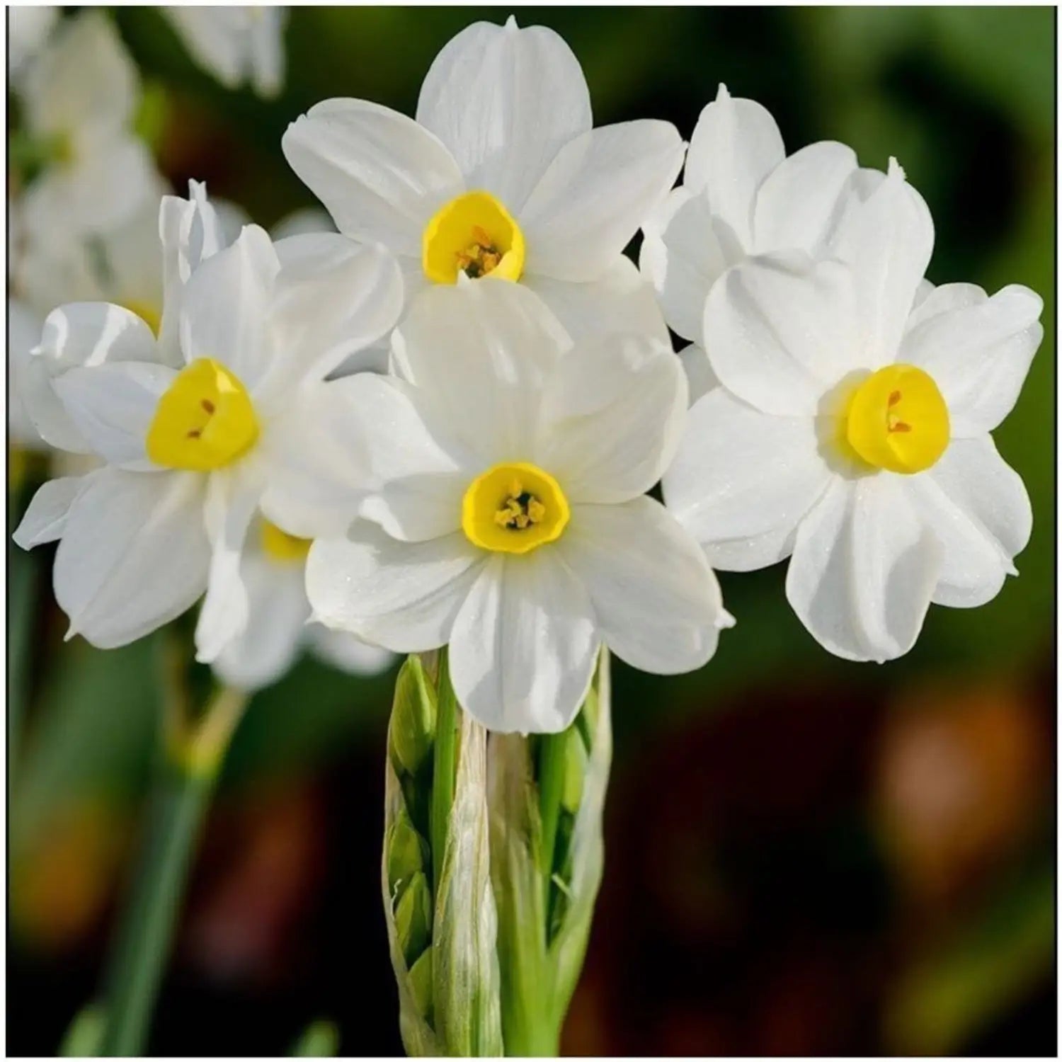 Narcissus Flower Seeds for Planting  Grow Beautiful Cream Blooms